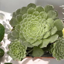 Aeonium Tabuliforme con hijos 