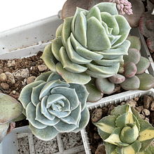 Graptoveria Lovely Rose, 1 unidad 