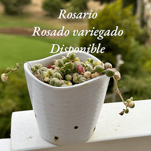 Rosario variegado 