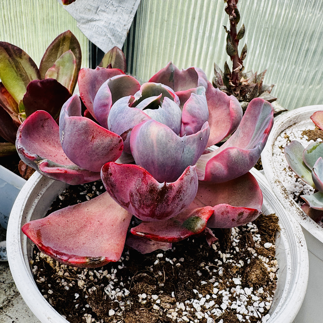 Echeveria Beyonce Rainbow adulta  1