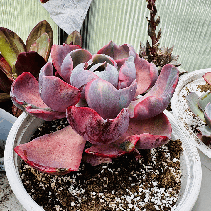 Echeveria Beyonce Rainbow adulta  1