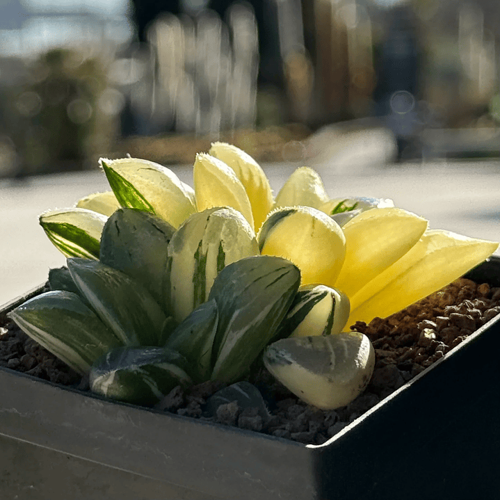 Haworthia retusa variegada 1