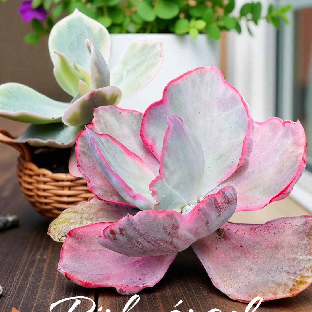 Pink angel harim variegada  1