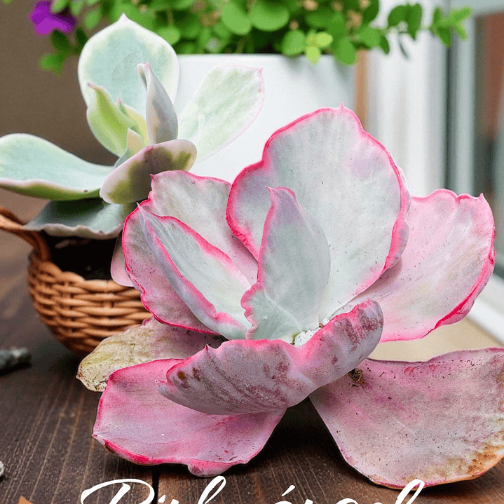 Pink angel harim variegada  1