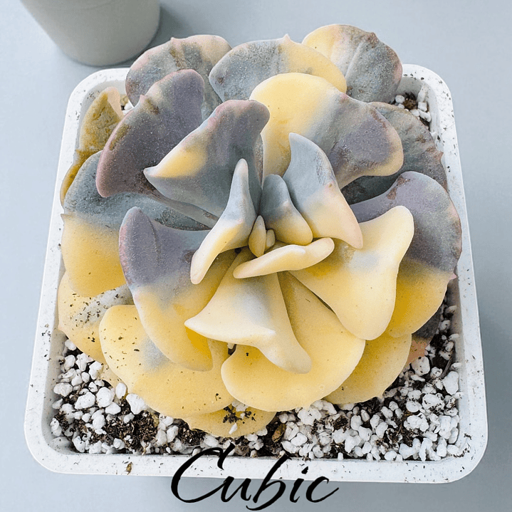 Cubic frost variegada  1