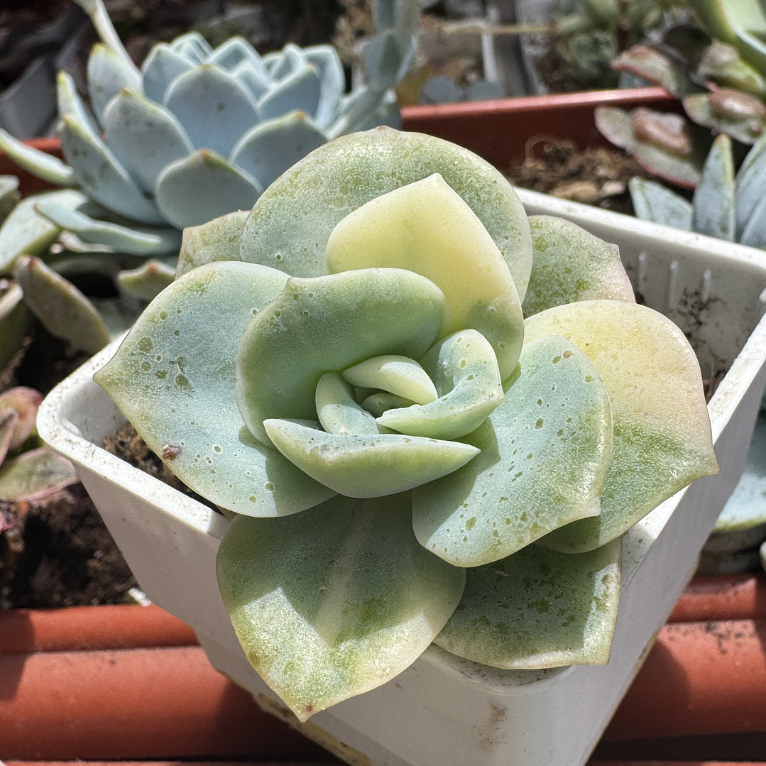 Lovely rose variegada precio unidad 1