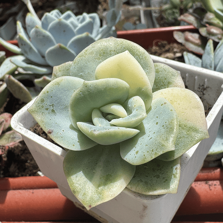 Lovely rose variegada precio unidad 1