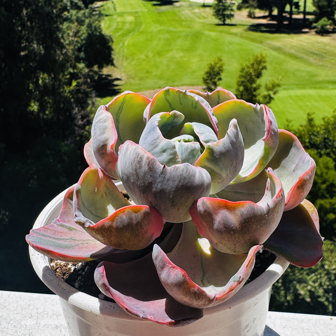 Echeveria Beyonce Rainbow adulta  1
