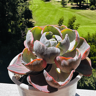Echeveria Beyonce Rainbow adulta 