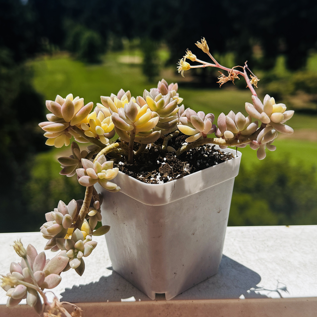 Graptopetalum mirinae variegado, un ramo 1