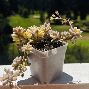 Graptopetalum mirinae variegado, un ramo