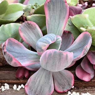 Pink angel harim variegada 