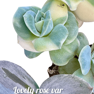 Lovely rose variegada precio unidad