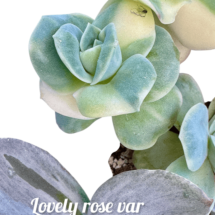 Lovely rose variegada precio unidad 1
