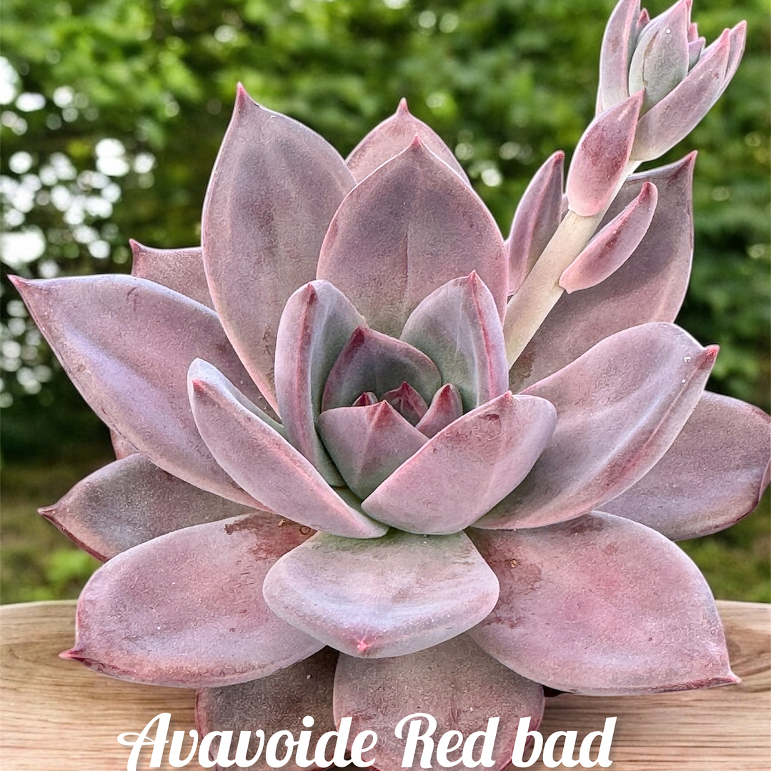 Agavoide red bad  1