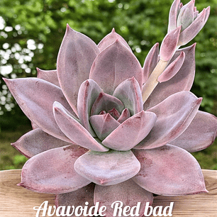 Agavoide red bad 