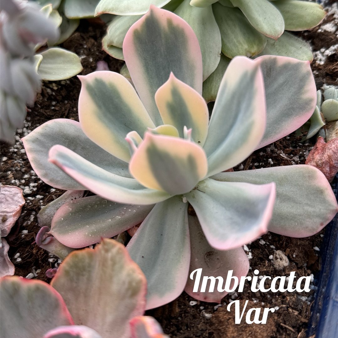 Imbrigata variegada  1