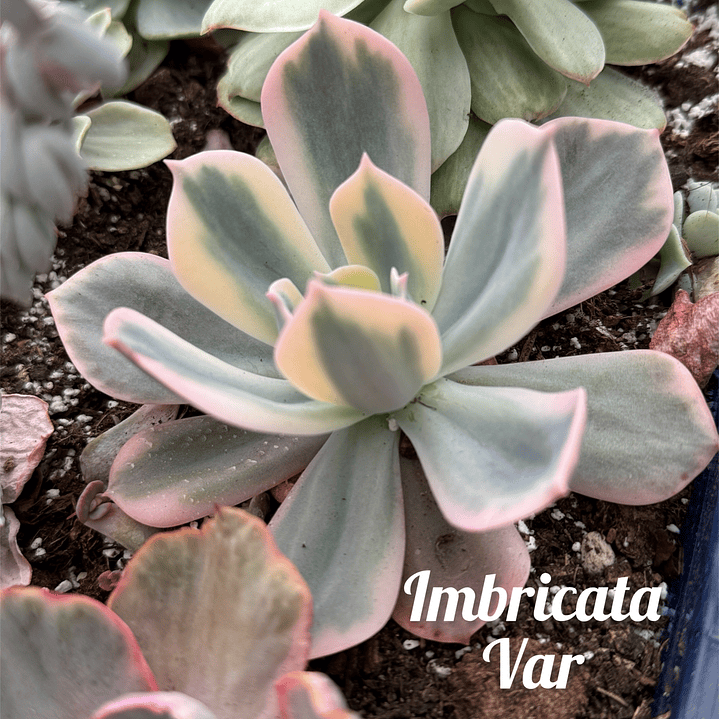 Imbrigata variegada  1