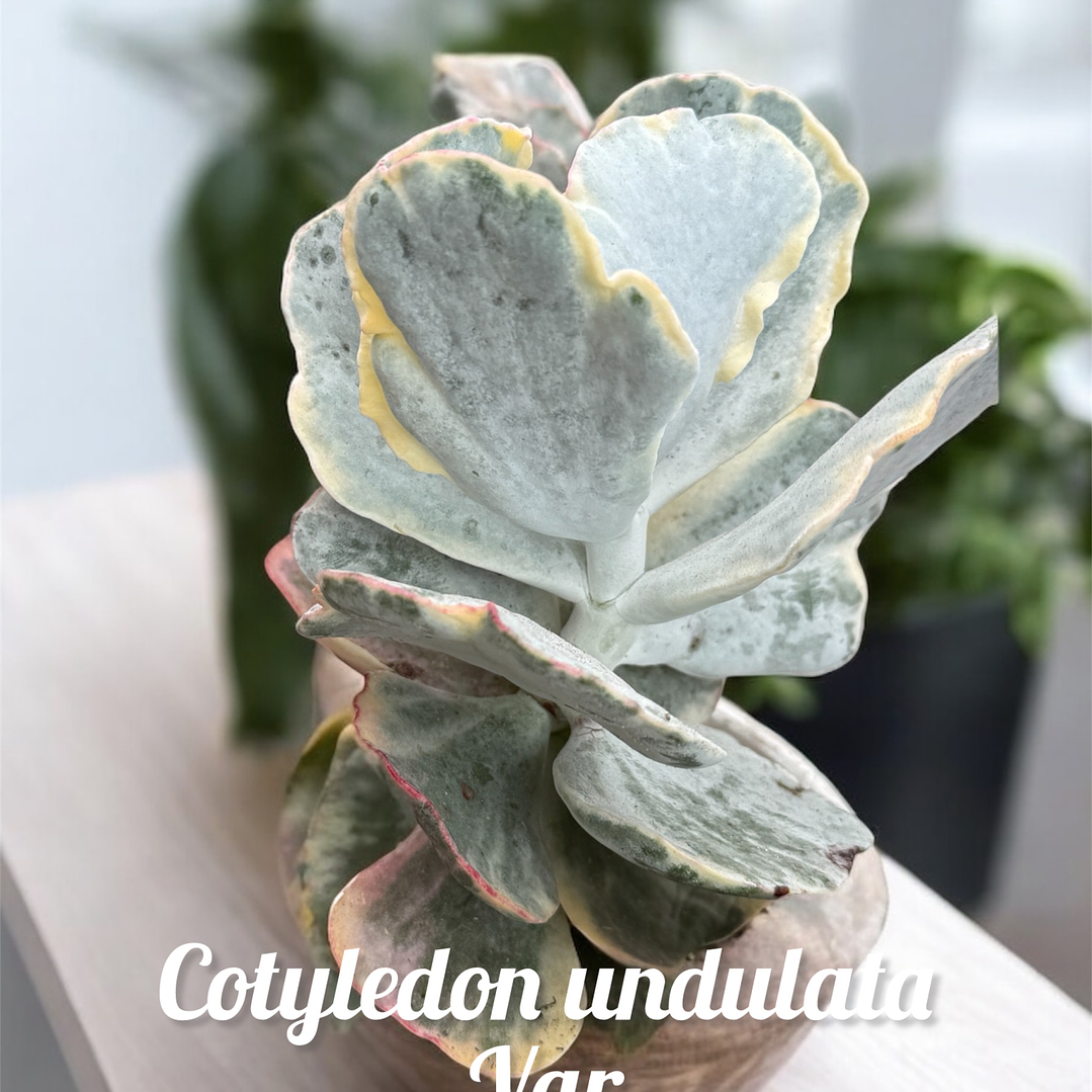 Cotyledon undulata variegado  1