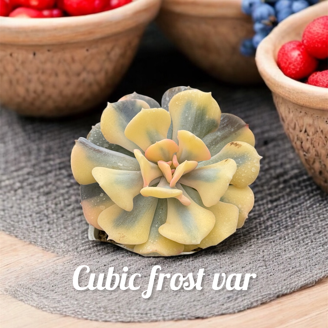 Cubic frost variegada tonos amarillos y lila 1