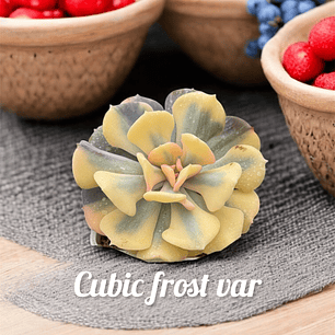 Cubic frost variegada 