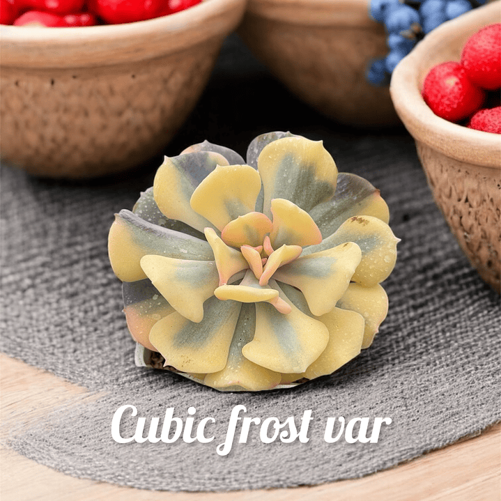 Cubic frost variegada tonos amarillos y lila 1