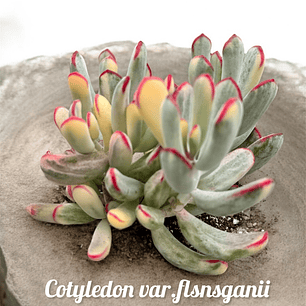 Cotyledon orbiculata var. flanaganii variegated