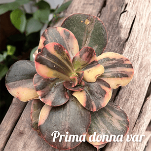 Echeveria prima donna variegada