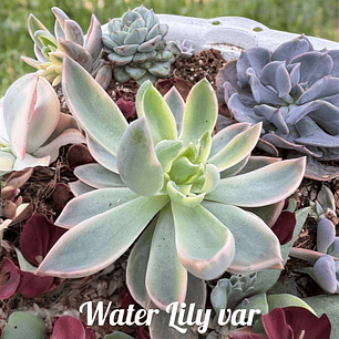Graptoveria water lily var