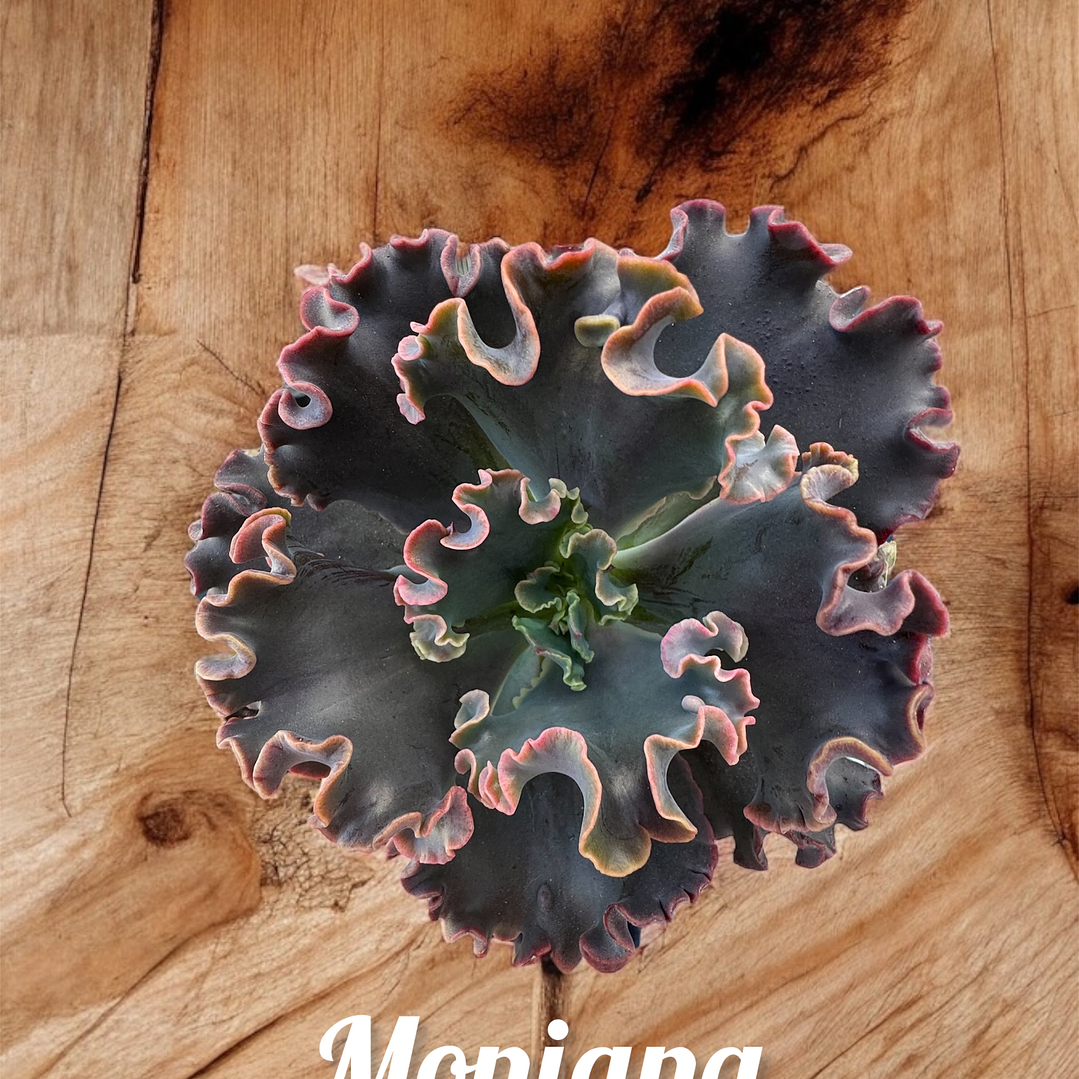 Echeveria Moniang 1