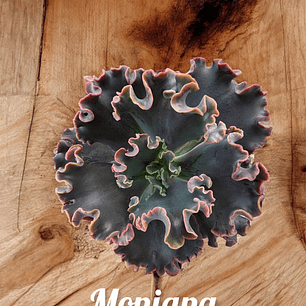 Echeveria Moniang