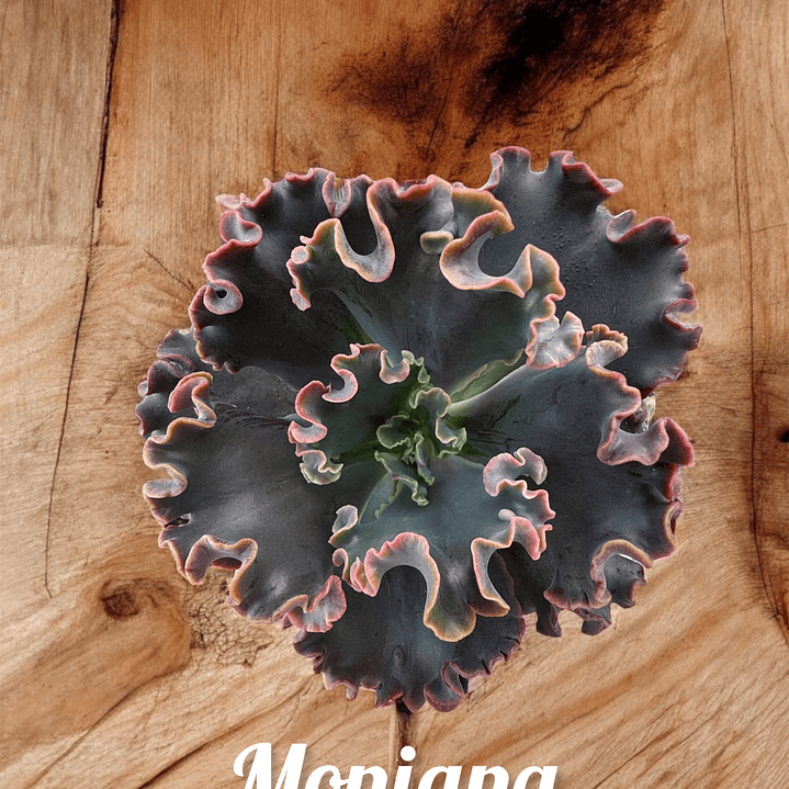 Echeveria Moniang 1