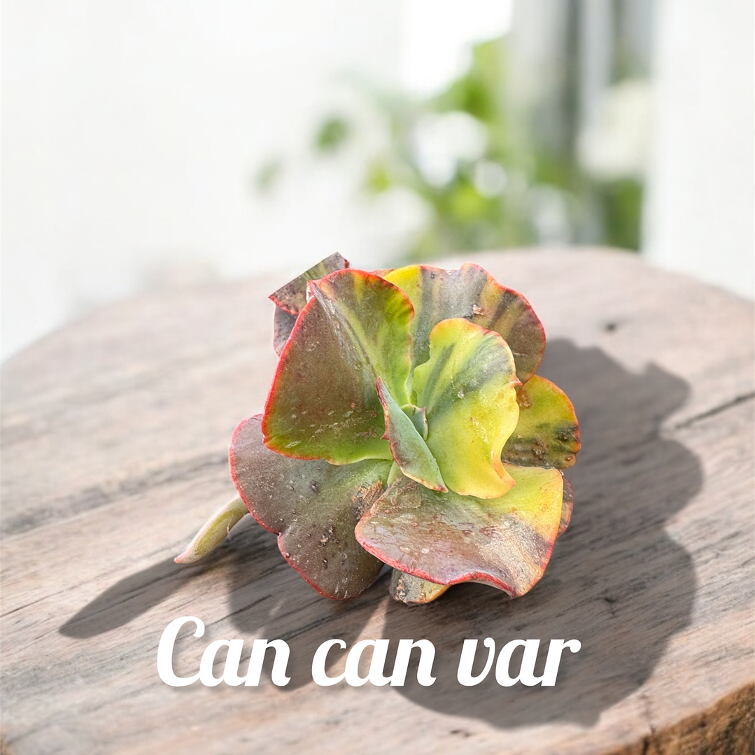 Echeveria Can can variegada  1