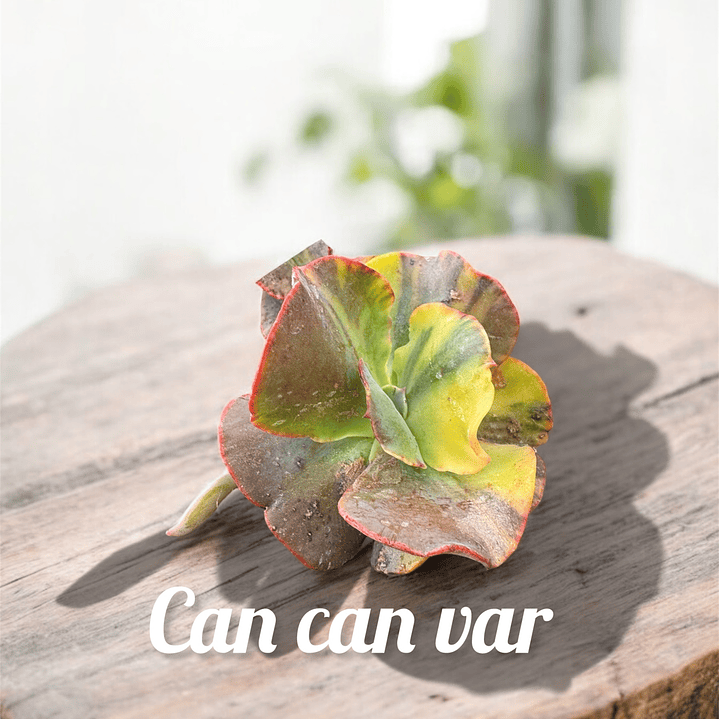 Echeveria Can can variegada  1