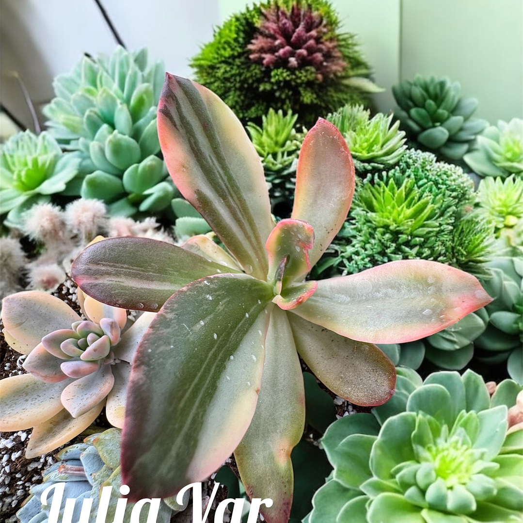 Echeveria julia variegada 1