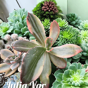 Echeveria julia variegada