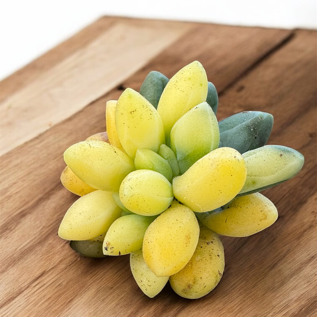 Pachyphytum compactum variegado adulto 8 meses 1