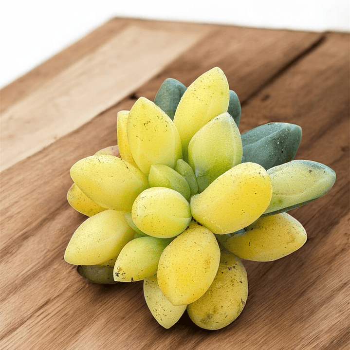 Pachyphytum compactum variegado adulto 8 meses 1