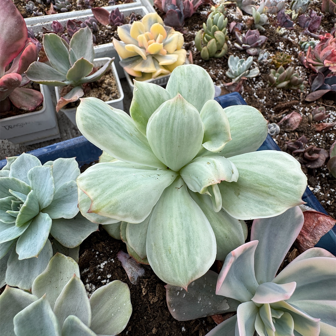 Echeveria Mocha Variegada  1
