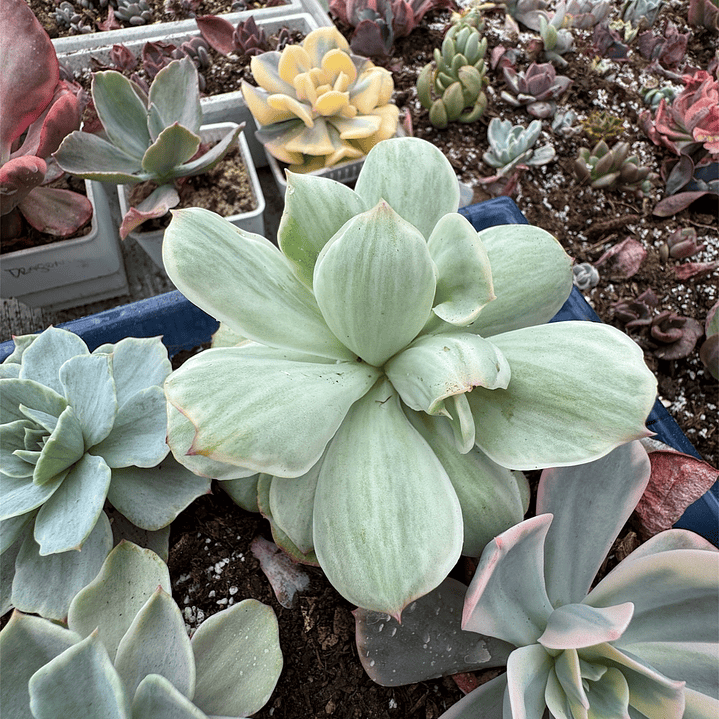 Echeveria Mocha Variegada  1