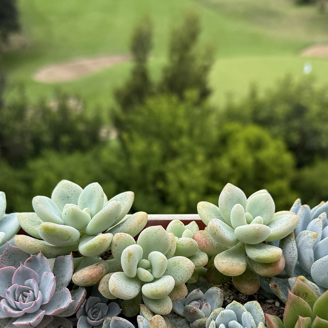 Pachyphytum orange snowball 1