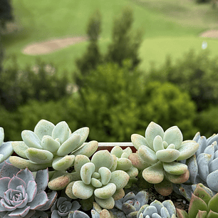 Pachyphytum orange snowball
