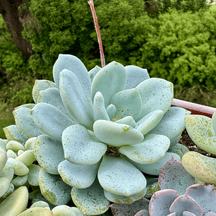 Sedeveria Laui x Clavatum