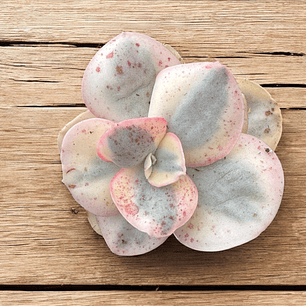 Echeveria Suyon variegada