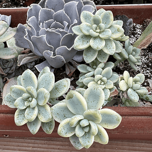 Sedum clavatum variedado con hijos 