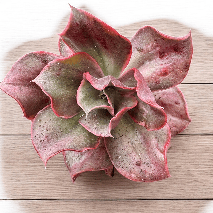 Minigousang variegada 1