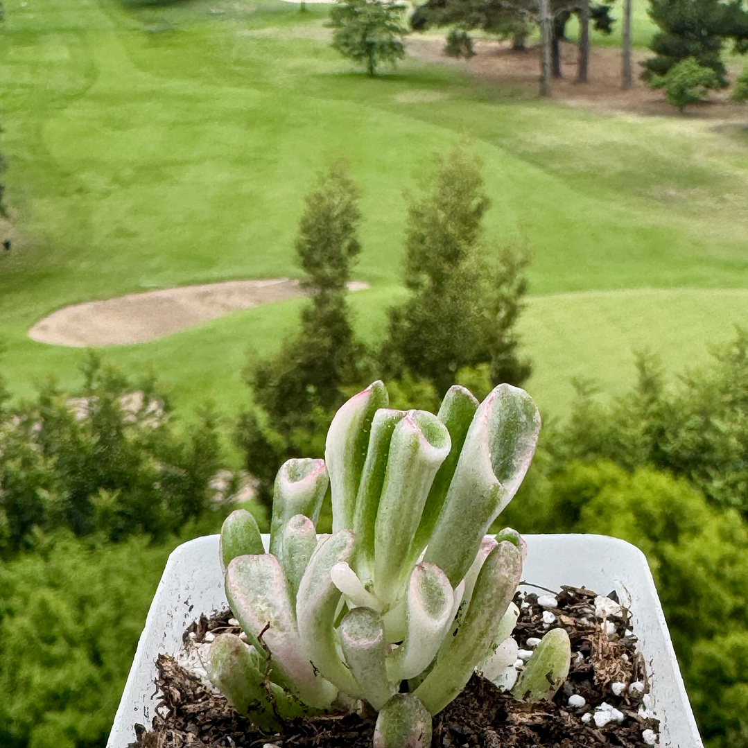 Crasula hobbit Variegada pequeña 1