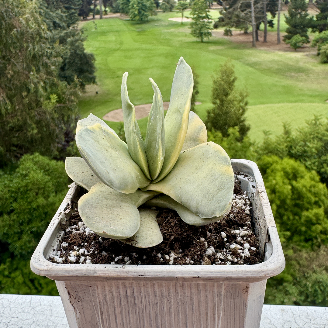 Crasula falcata variegada  1