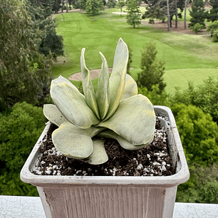 Crasula falcata variegada 