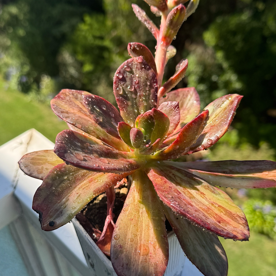 Echeveria metálica variegada, 1
